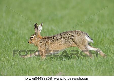 Stock Photo - Running european hare (Lepus europaeus), Texel Island, The Netherlands, Europe. Fotosearch
