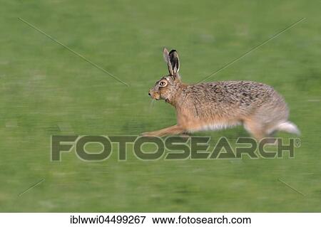 Stock Photo - Running european hare (Lepus europaeus), Texel Island, The Netherlands, Europe. Fotosearch