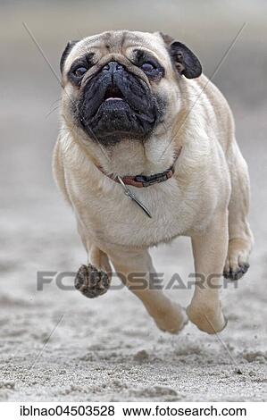 Running pug, Timmendorfer beach, Schleswig Holstein, Germany, Europe View Large Photo Image Stock Photo - Running pug, Timmendorfer beach, Schleswig Holstein, Germany, Europe. Fotosearch
