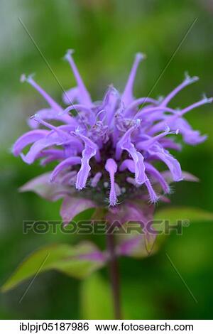 Stock Photograph - Russel's nettle, Monarda russeliana. Fotosearch
