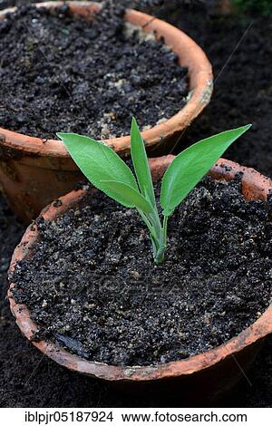 Picture - Sage cuttings in flowerpot, sage cuttings, salvia officinalis, sage cuttings. Fotosearch