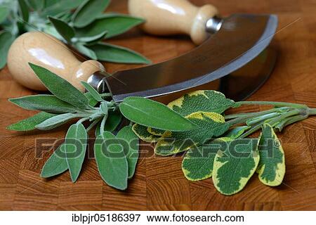 Stock Photo - Sage leaves (Salvia officinalis) and chopping knife. Fotosearch