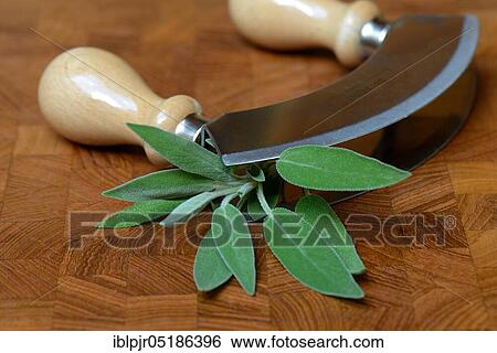 Sage leaves (Salvia officinalis) and chopping knife View Large Photo Image Stock Photograph - Sage leaves (Salvia officinalis) and chopping knife. Fotosearch