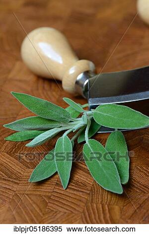 Sage leaves (Salvia officinalis) and chopping knife View Large Photo Image Stock Photography - Sage leaves (Salvia officinalis) and chopping knife. Fotosearch
