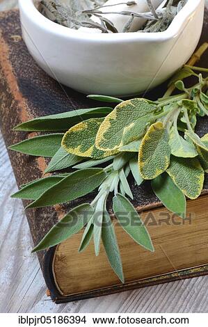 Picture - Sage leaves (Salvia officinalis) on old book and rubbing bowl with dried sage leaves. Fotosearch