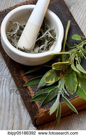 Sage leaves (Salvia officinalis) on old book and rubbing bowl with dried sage leaves View Large Photo Image Stock Image - Sage leaves (Salvia officinalis) on old book and rubbing bowl with dried sage leaves. Fotosearch