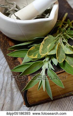 Sage leaves (Salvia officinalis) on old book and rubbing bowl with dried sage leaves View Large Photo Image Stock Image - Sage leaves (Salvia officinalis) on old book and rubbing bowl with dried sage leaves. Fotosearch