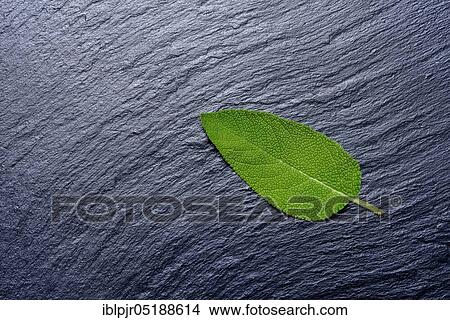 Picture - Sage, Sage leaf, Salvia officnalis, Real sage, Garden sage, Garden sage, Kitchen sage. Fotosearch