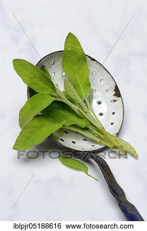 Stock Photograph - Sage, Sage leaves in kitchen ladle, Salvia officnalis, Real sage, Garden sage, Garden sage, Kitchen sage. Fotosearch