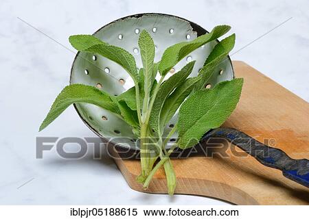 Stock Photography - Sage, Sage leaves in kitchen ladle, Salvia officnalis, Real sage, Garden sage, Garden sage, Kitchen sage. Fotosearch