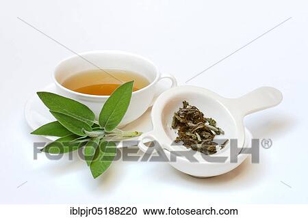 (Salvia officinalis) sage tea, sage leaves, Common sage View Large Photo Image Stock Image - (Salvia officinalis) sage tea, sage leaves, Common sage. Fotosearch