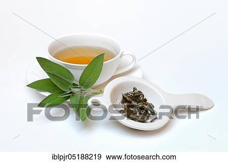 (Salvia officinalis) sage tea, sage leaves, Common sage View Large Photo Image Stock Photo - (Salvia officinalis) sage tea, sage leaves, Common sage. Fotosearch