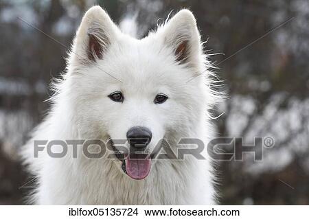 Samoyed or Polar Spitz (Canis lupus familiaris), portrait, Tyrol, Austria, Europe View Large Photo Image Picture - Samoyed or Polar Spitz (Canis lupus familiaris), portrait, Tyrol, Austria, Europe. Fotosearch