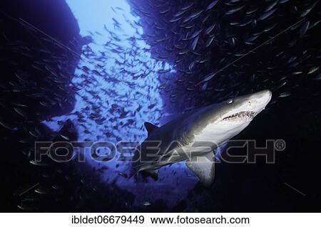 Stock Photo - Sand tiger shark (Carcharias taurus) shark on the wreck of the Papoose, Cape Lookout, Atlantic Ocean, North Carolina. Fotosearch
