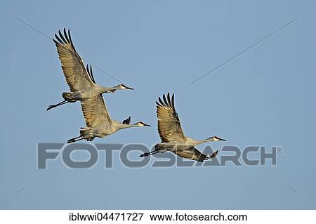 Sandhill cranes (Grus canadensis) in flight, Bosque del Apache, New Mexico, USA, North America View Large Photo Image Stock Photo - Sandhill cranes (Grus canadensis) in flight, Bosque del Apache, New Mexico, USA, North America. Fotosearch