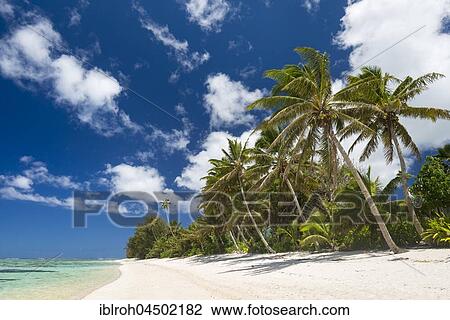 Sandy beach with palm trees and turquoise water, Rarotonga, Cook Islands, Oceania View Large Photo Image Stock Image - Sandy beach with palm trees and turquoise water, Rarotonga, Cook Islands, Oceania. Fotosearch