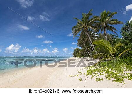 Stock Photograph - Sandy beach with palm trees and turquoise water, Rarotonga, Cook Islands, Oceania. Fotosearch