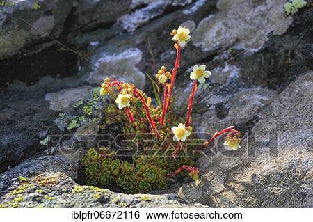 Saxifrage, Alps, Austria, Europe View Large Photo Image Stock Photograph - Saxifrage, Alps, Austria, Europe. Fotosearch