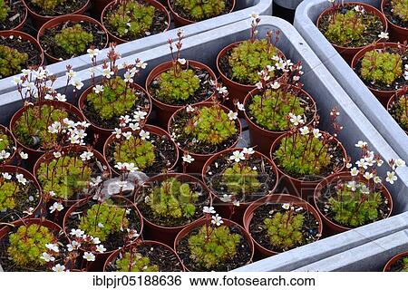 Saxifrage, Moss saxifrage, Saxifraga arendsii Alba, cultivation View Large Photo Image Stock Photograph - Saxifrage, Moss saxifrage, Saxifraga arendsii Alba, cultivation. Fotosearch