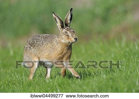 Scampering european hare (Lepus europaeus), Texel Island, The Netherlands, Europe View Large Photo Image Stock Photo - Scampering european hare (Lepus europaeus), Texel Island, The Netherlands, Europe. Fotosearch