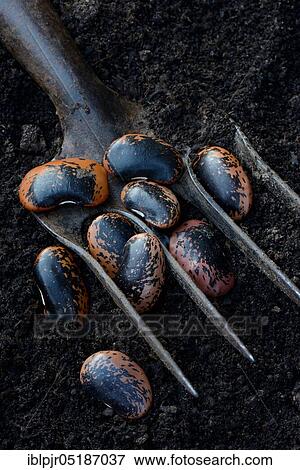 Stock Photo - Scarlet runner beans (Phaseolus coccineus) with digging fork. Fotosearch