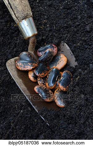Stock Photograph - Scarlet runner beans (Phaseolus coccineus) on garden shovel. Fotosearch