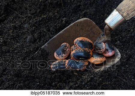 Stock Photography - Scarlet runner beans (Phaseolus coccineus) on garden shovel. Fotosearch
