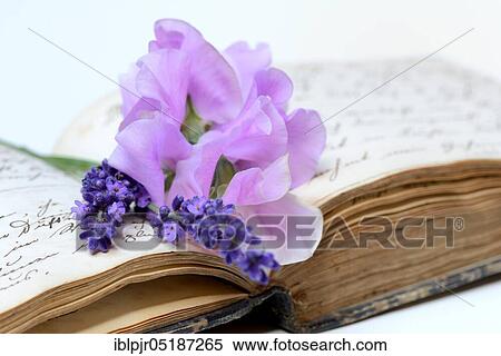 Scented vetch and lavender flowers on book with old manuscript View Large Photo Image Stock Photography - Scented vetch and lavender flowers on book with old manuscript. Fotosearch