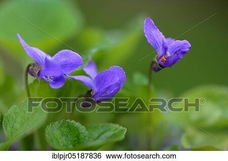 Scented violet, Viola odorata View Large Photo Image Stock Photograph - Scented violet, Viola odorata. Fotosearch