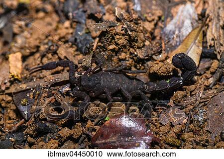 Stock Image - Scorpion (Opisthacanthus madagascariensis), Andasibe National Park, Madagascar, Africa. Fotosearch