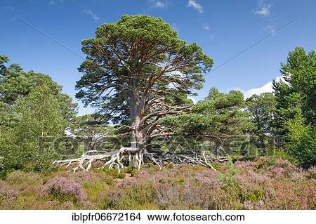 Scots pine, Cairngorms N. P., Scotland, United Kingdom, Europe View Large Photo Image Picture - Scots pine, Cairngorms N. P., Scotland, United Kingdom, Europe. Fotosearch