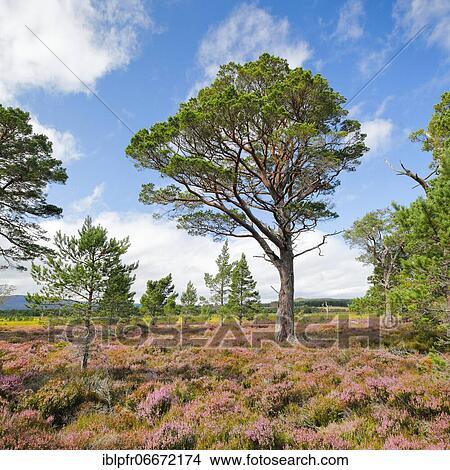 Scots pine, Cairngorms N. P., Scotland, United Kingdom, Europe View Large Photo Image Picture - Scots pine, Cairngorms N. P., Scotland, United Kingdom, Europe. Fotosearch