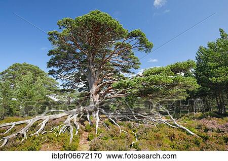 Stock Image - Scots pine, Cairngorms N. P., Scotland, United Kingdom, Europe. Fotosearch