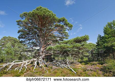 Scots pine, Cairngorms N. P., Scotland, United Kingdom, Europe View Large Photo Image Stock Image - Scots pine, Cairngorms N. P., Scotland, United Kingdom, Europe. Fotosearch