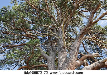 Scots pine, Cairngorms N. P., Scotland, United Kingdom, Europe View Large Photo Image Stock Image - Scots pine, Cairngorms N. P., Scotland, United Kingdom, Europe. Fotosearch