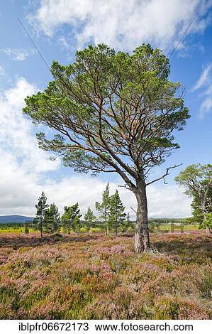 Scots pine, Cairngorms N. P., Scotland, United Kingdom, Europe View Large Photo Image Stock Image - Scots pine, Cairngorms N. P., Scotland, United Kingdom, Europe. Fotosearch