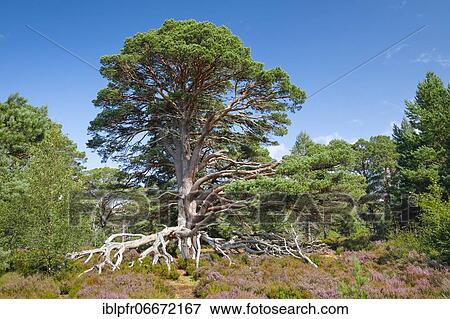 Scots pine, Cairngorms N. P., Scotland, United Kingdom, Europe View Large Photo Image Stock Photo - Scots pine, Cairngorms N. P., Scotland, United Kingdom, Europe. Fotosearch