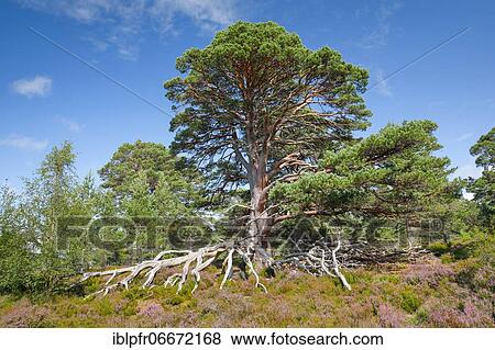 Scots pine, Cairngorms N. P., Scotland, United Kingdom, Europe View Large Photo Image Stock Photo - Scots pine, Cairngorms N. P., Scotland, United Kingdom, Europe. Fotosearch