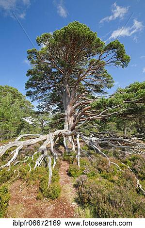 Scots pine, Cairngorms N. P., Scotland, United Kingdom, Europe View Large Photo Image Stock Photo - Scots pine, Cairngorms N. P., Scotland, United Kingdom, Europe. Fotosearch