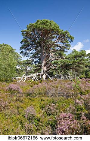 Scots pine, Cairngorms N. P., Scotland, United Kingdom, Europe View Large Photo Image Stock Photograph - Scots pine, Cairngorms N. P., Scotland, United Kingdom, Europe. Fotosearch