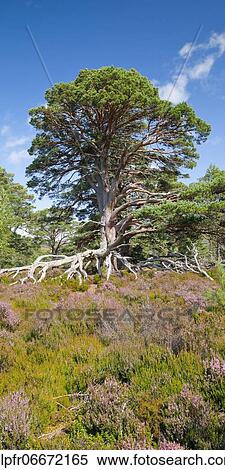 Stock Photography - Scots pine, Cairngorms N. P., Scotland, United Kingdom, Europe. Fotosearch