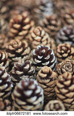 Stock Image - Scots pine (Pinus sylvestris), Cairngorms NP, Scotland, United Kingdom, Europe. Fotosearch