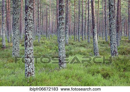 Stock Image - Scots pine (Pinus sylvestris), Cairngorms NP, Scotland, United Kingdom, Europe. Fotosearch
