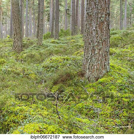 Scots pine (Pinus sylvestris), Cairngorms NP, Scotland, United Kingdom, Europe View Large Photo Image Stock Photo - Scots pine (Pinus sylvestris), Cairngorms NP, Scotland, United Kingdom, Europe. Fotosearch