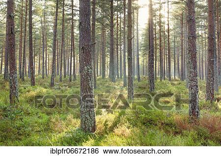 Scots pine (Pinus sylvestris), Cairngorms NP, Scotland, United Kingdom, Europe View Large Photo Image Stock Photograph - Scots pine (Pinus sylvestris), Cairngorms NP, Scotland, United Kingdom, Europe. Fotosearch