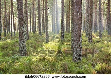 Scots pine (Pinus sylvestris), Cairngorms NP, Scotland, United Kingdom, Europe View Large Photo Image Stock Photograph - Scots pine (Pinus sylvestris), Cairngorms NP, Scotland, United Kingdom, Europe. Fotosearch