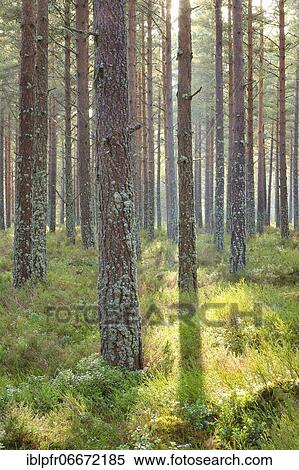 Stock Photography - Scots pine (Pinus sylvestris), Cairngorms NP, Scotland, United Kingdom, Europe. Fotosearch