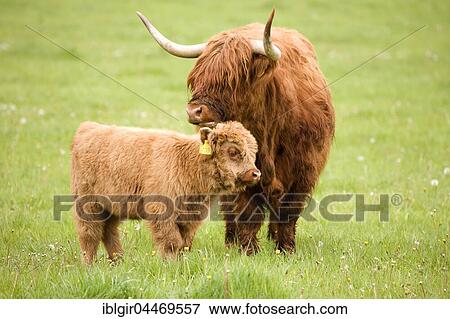 Scottish Highland cattle (Bos taurus), mother with calf on a pasture, Scotland, United Kingdom, Europe View Large Photo Image Stock Photo - Scottish Highland cattle (Bos taurus), mother with calf on a pasture, Scotland, United Kingdom, Europe. Fotosearch