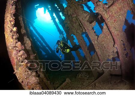 Scuba diver inside the wreck of the SS Carnatic steam ship, Red Sea, Sharm El Sheikh, Egypt, Africa View Large Photo Image Stock Image - Scuba diver inside the wreck of the SS Carnatic steam ship, Red Sea, Sharm El Sheikh, Egypt, Africa. Fotosearch