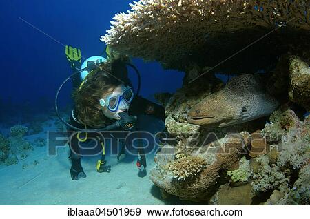 scuba diver looks on the Giant moray (Gymnothorax javanicus), Red Sea, Egypt, Africa View Large Photo Image Stock Photo - scuba diver looks on the Giant moray (Gymnothorax javanicus), Red Sea, Egypt, Africa. Fotosearch
